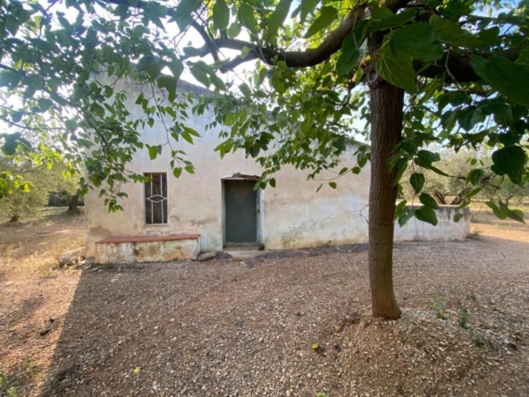 Imagen 1 de Fantástica finca con casa en la Miliana