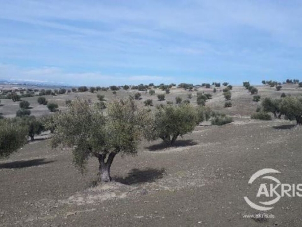 Imagen 1 de SUELO RUSTICO EN ALAMEDA DE LA SAGRA