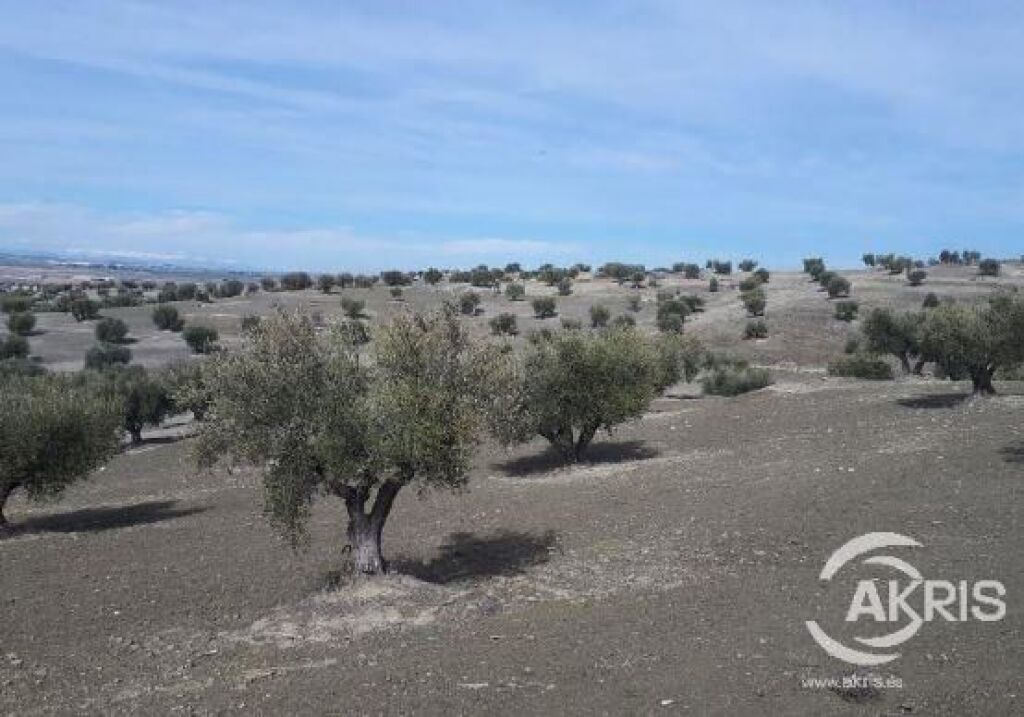 Imagen 1 de SUELO RUSTICO EN ALAMEDA DE LA SAGRA