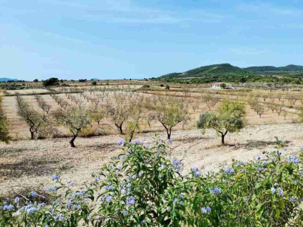 Imagen 1 de Suelo rústico en Venta en Pinoso Alicante