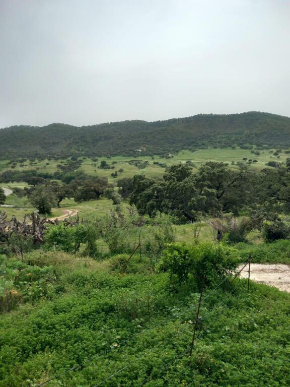 Imagen 4 de Fantástico Cortijo en Finca  Rustica con licencia de Turismo Rural!!