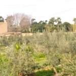 Casa en la Colonia San Jordi con producción de aceite por 950000€