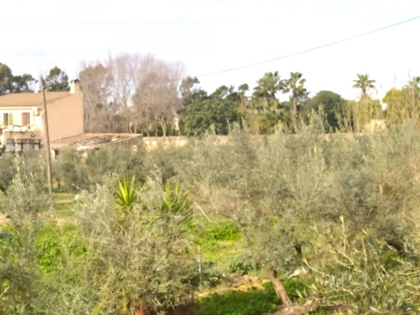 Imagen 1 de Casa en la Colonia San Jordi con producción de aceite