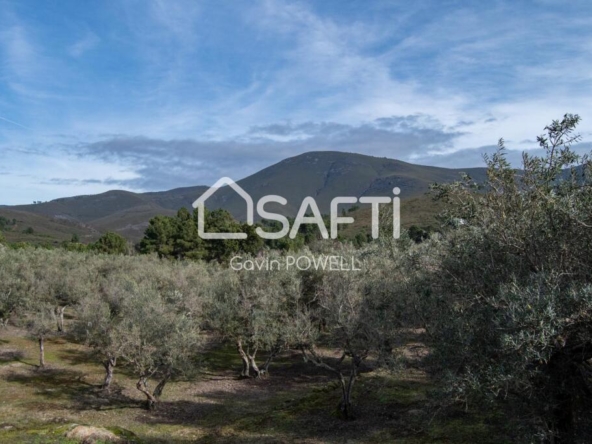 Imagen 1 de Descubre la magia del olivar en el corazón de la Sierra de Gata