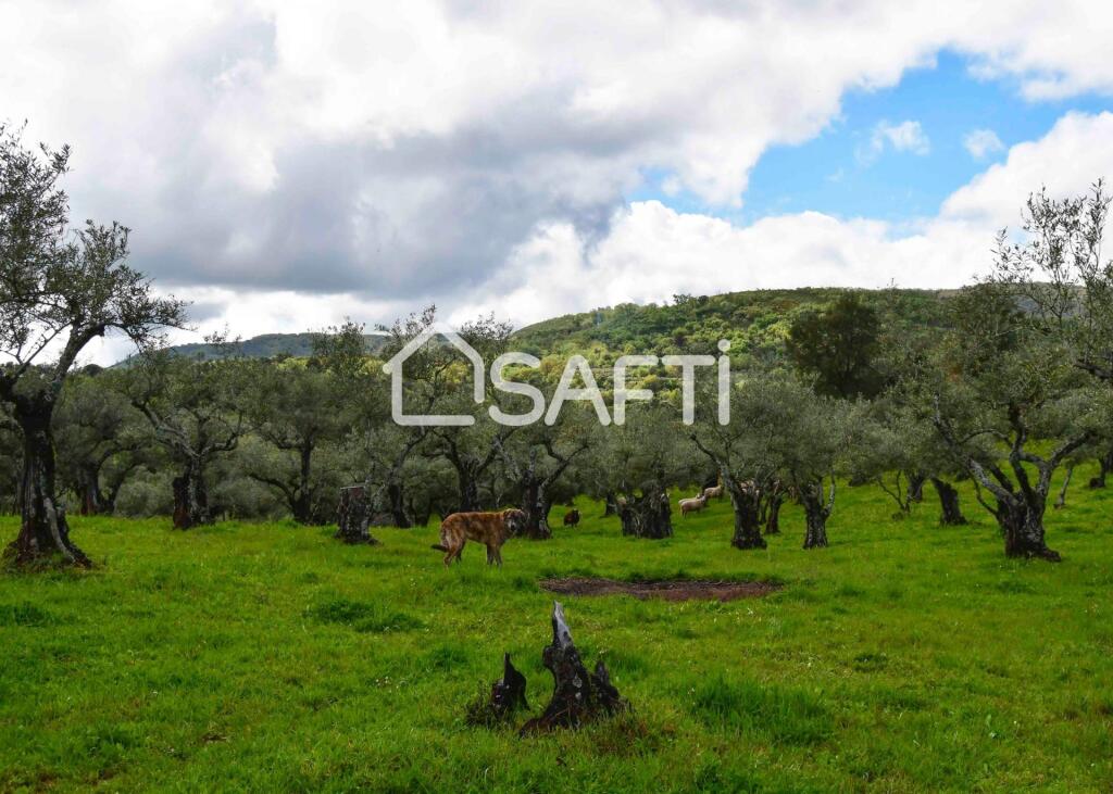 Imagen 4 de Fantástica finca rústica en pleno Sierra de Gata.