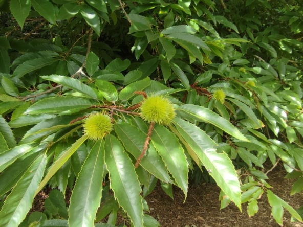 Imagen 1 de Finca rústica con agua y luz