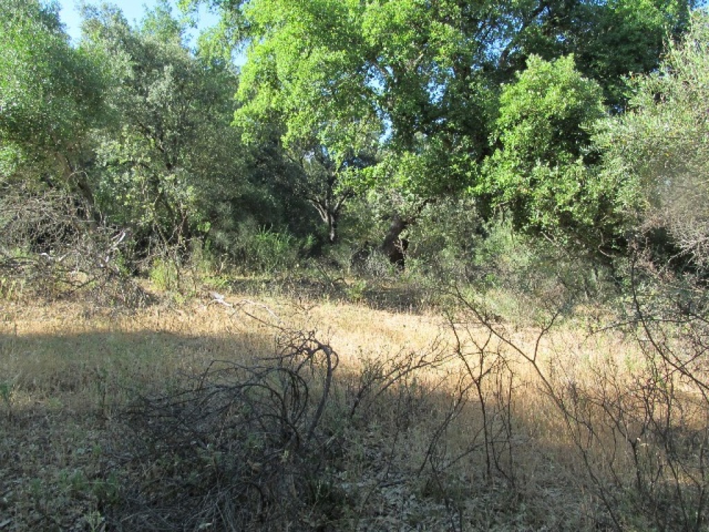 Imagen 2 de Parcela en Venta en Cortes De La Frontera Málaga