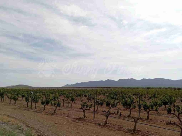 Imagen 1 de Suelo rústico en Venta en Yecla Murcia