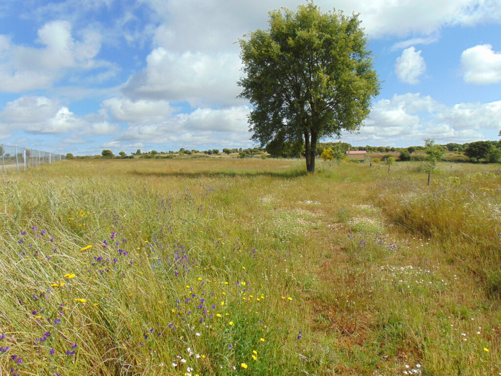 Imagen 4 de Suelo rústico en Venta en Cerezal De Aliste Zamora