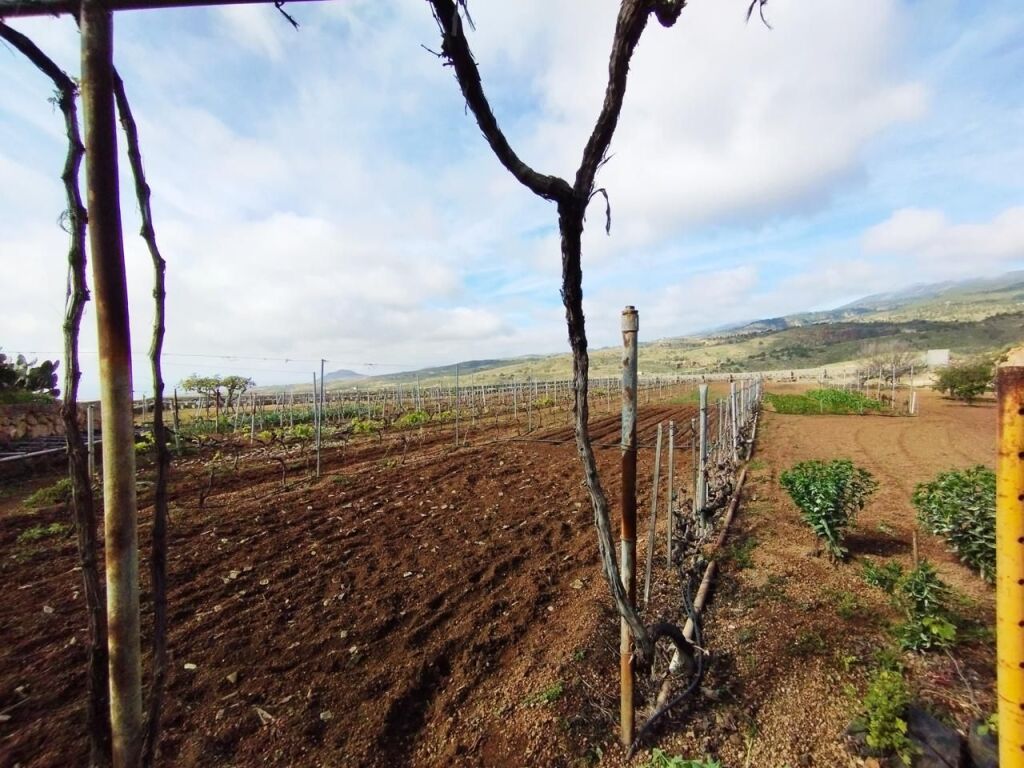 Imagen 2 de Finca con producción de vino con lagar en el Río de Arico