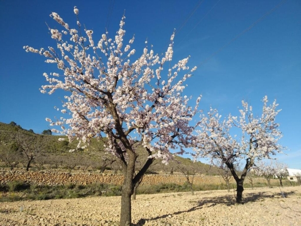 Imagen 1 de PARCELA EN HONDON DE LAS NIEVES