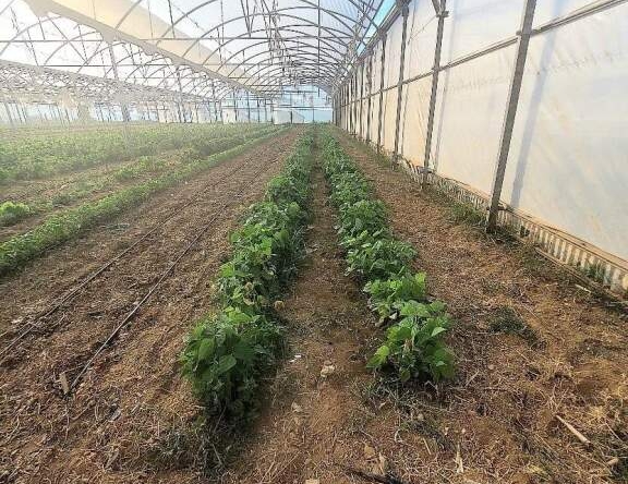 Imagen 1 de Finca agricola en Vilanova i La Geltru