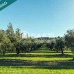 Terreno de Secano con Plantación de Olivos en Campo de Criptana por 12000€