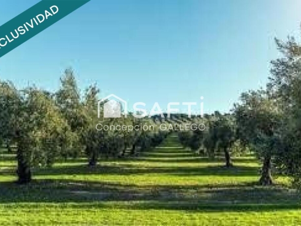 Imagen 1 de Terreno de Secano con Plantación de Olivos en Campo de Criptana