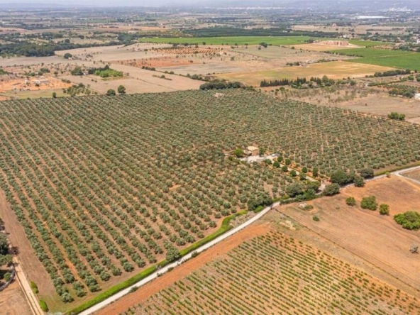 Imagen 4 de Local comercial en Venta en Costitx Baleares