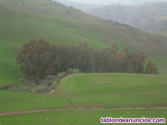 Imagen 4 de Casa de campo-Masía de Obra Nueva en Venta en Osuna Sevilla