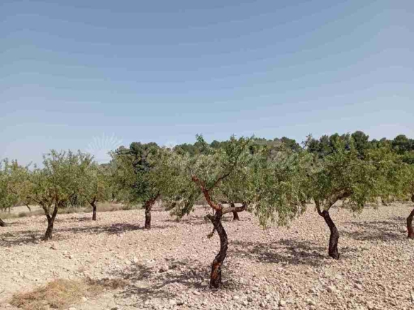 Imagen 4 de Suelo rústico en Venta en Jumilla Murcia