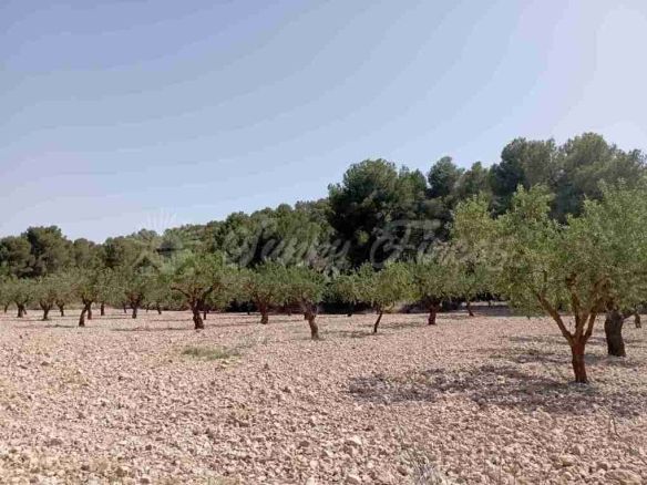 Imagen 4 de Suelo rústico en Venta en Jumilla Murcia