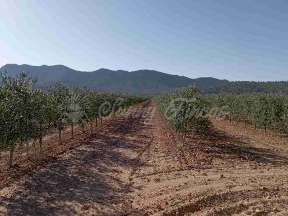 Imagen 2 de Suelo rústico en Venta en Yecla Murcia