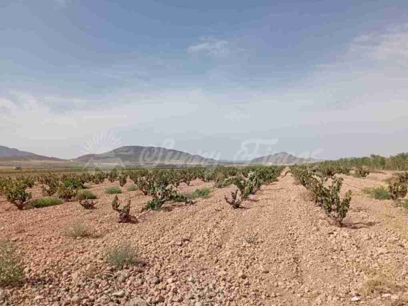 Imagen 2 de Suelo rústico en Venta en Yecla Murcia
