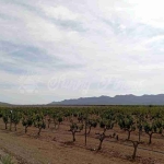 Imagen 1 de Suelo rústico en Venta en Yecla Murcia - El Club del Propietario Imagen 1 de Suelo rústico en Venta en Yecla Murcia