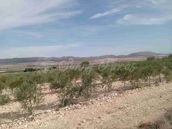 Imagen 3 de Suelo rústico en Venta en Yecla Murcia