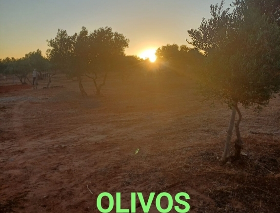 Imagen 2 de Suelo rústico en Venta en Arahal Sevilla