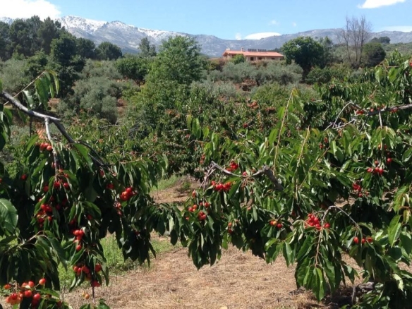 Imagen 2 de Suelo rústico en Venta en Arenas De San Pedro Ávila