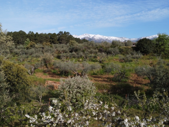 Imagen 4 de Suelo rústico en Venta en Arenas De San Pedro Ávila