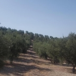 Olivar de 170 olivas de riego en Quesada. SIN COMISIÓN DE COMPRA. por 34000€