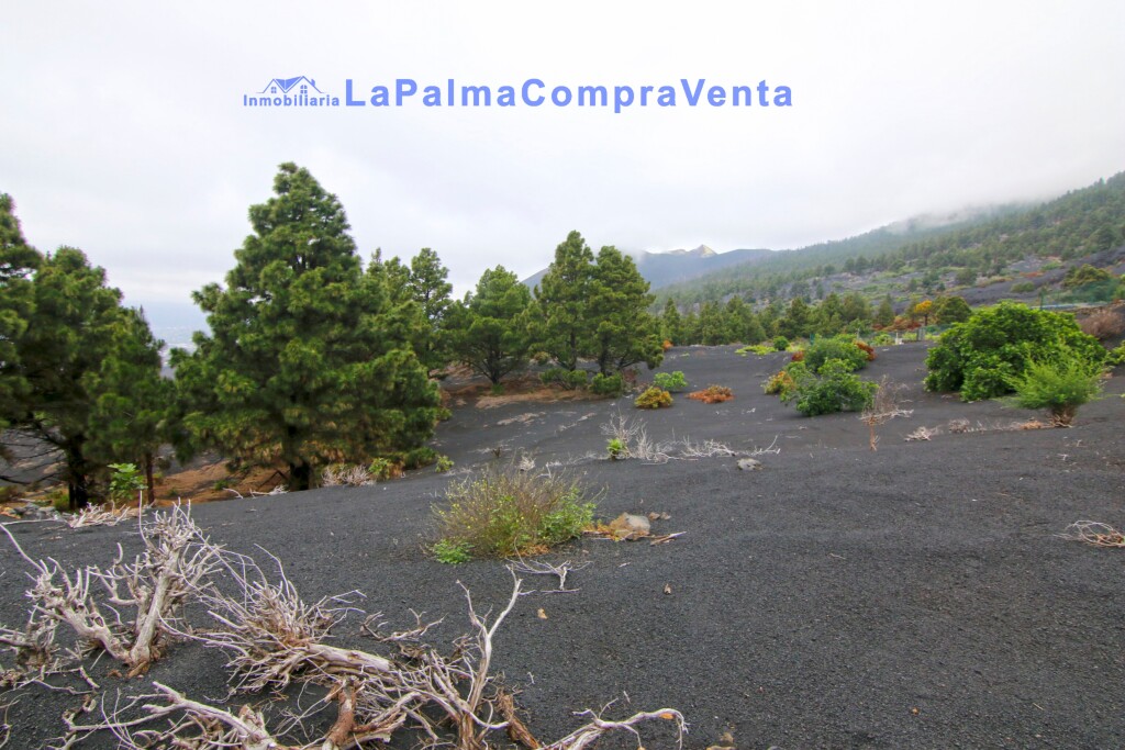 Las (El Paso) Santa Cruz de Tenerife