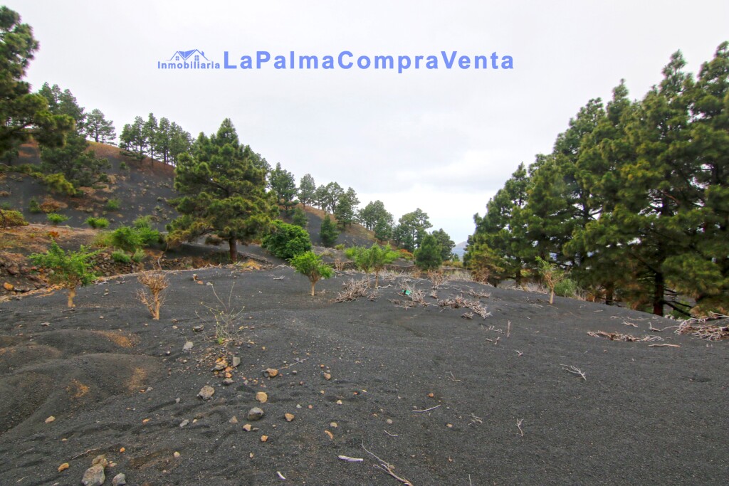 Las (El Paso) Santa Cruz de Tenerife