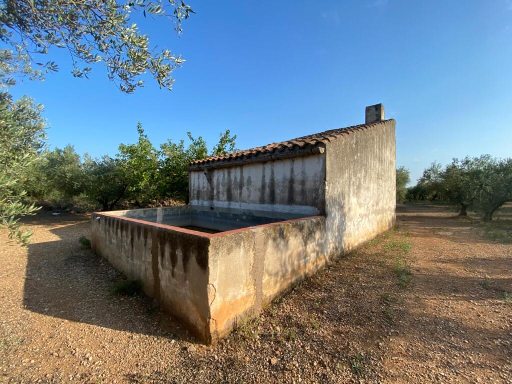 Imagen 2 de Fantástica finca con casa en la Miliana
