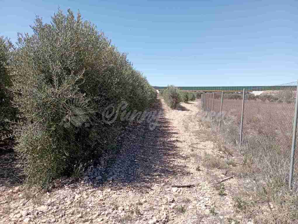 Imagen 2 de Suelo urbanizable en Venta en Caudete Albacete