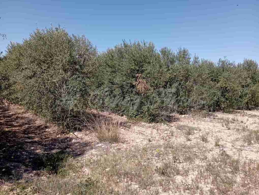 Imagen 4 de Suelo urbanizable en Venta en Caudete Albacete
