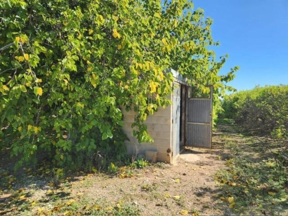 Imagen 3 de Fantástico terreno de naranjos