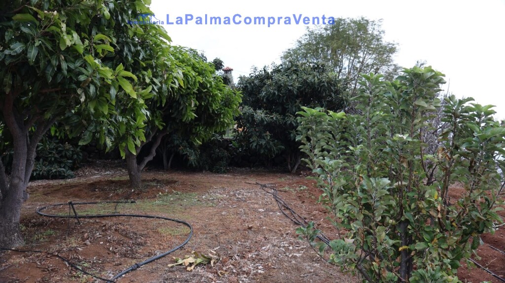 Imagen 2 de Suelo rústico en Venta en Puntallana Santa Cruz de Tenerife