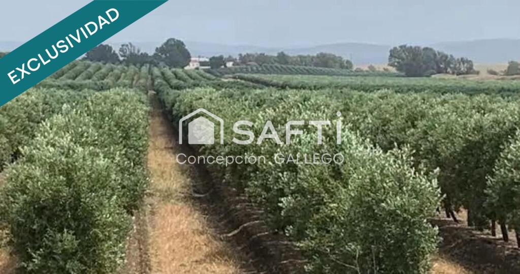 Imagen 2 de Terreno de Secano con Plantación de Olivos en Campo de Criptana