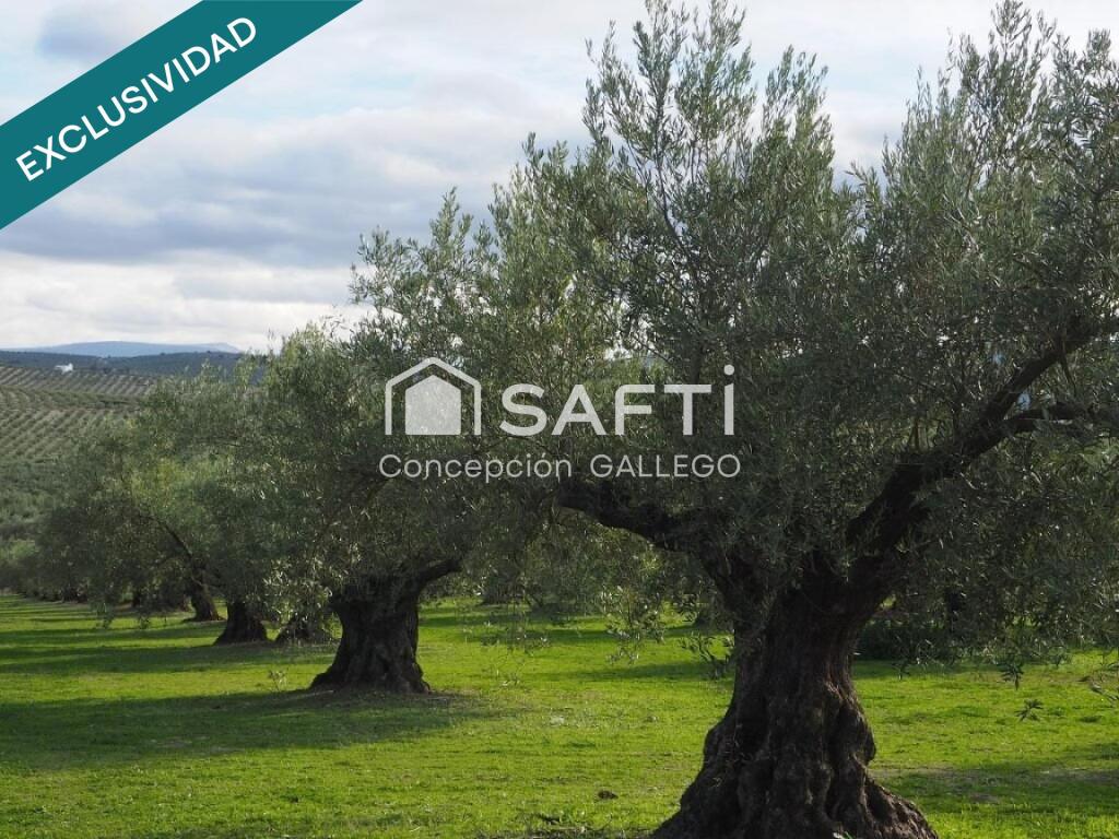 Imagen 3 de Terreno de Secano con Plantación de Olivos en Campo de Criptana