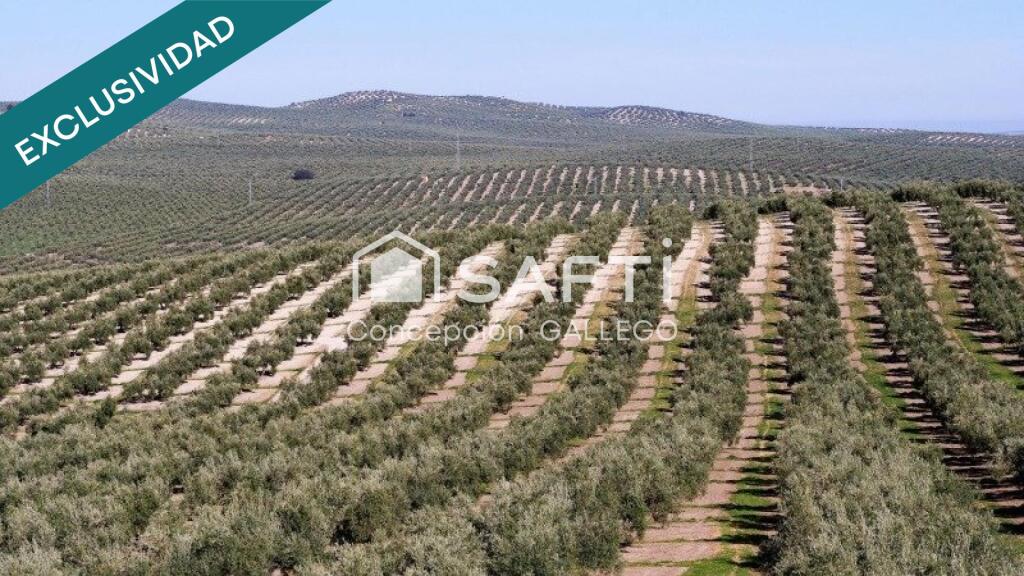 Imagen 4 de Terreno de Secano con Plantación de Olivos en Campo de Criptana
