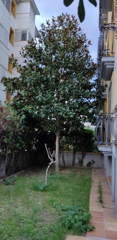 Imagen 3 de Planta baja en primera línea . Ideal Inversores ya que está alquilado.