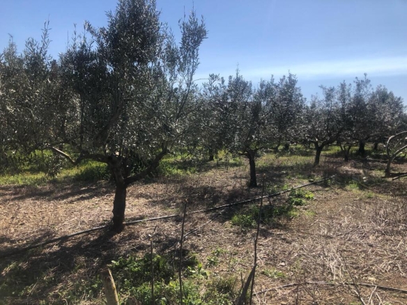 Imagen 2 de Suelo urbanizable en Venta en Olite Navarra