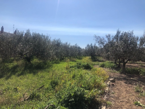 Imagen 3 de Suelo urbanizable en Venta en Olite Navarra