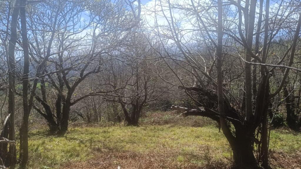 Imagen 3 de Finca en Teror