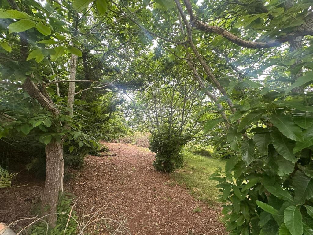 Imagen 4 de Finca en Teror