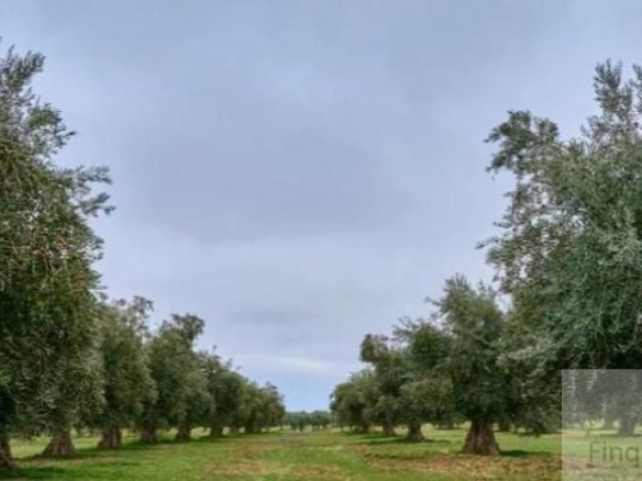 Imagen 2 de Suelo rústico en Venta en Jaen Jaén PEñAMEFECIT