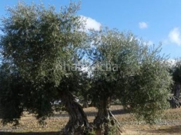 Imagen 1 de Suelo rústico en Venta en Jaen Jaén PEñAMEFECIT - El Club del Propietario Imagen 1 de Suelo rústico en Venta en Jaen Jaén PEñAMEFECIT