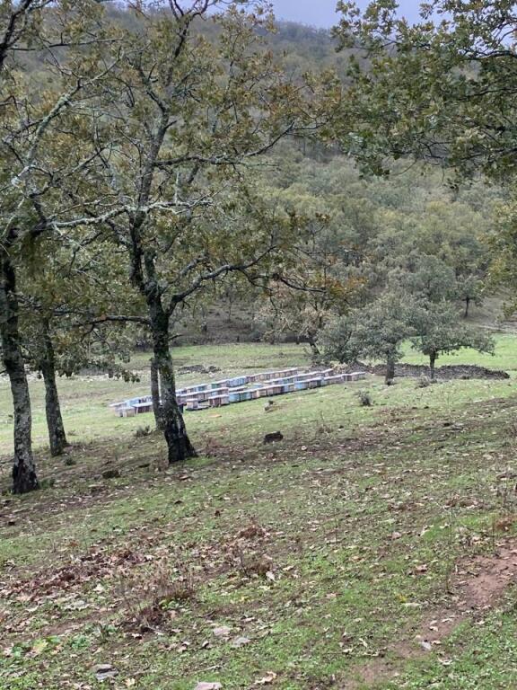 Imagen 3 de FINCA RÚSTICA CON GRANDES POSIBILIDADES DE EXPLOTACIÓN