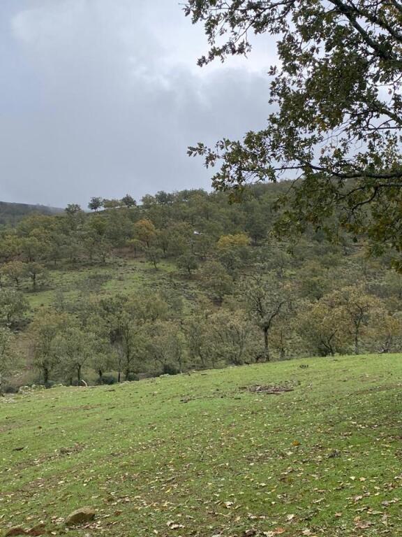 Imagen 4 de FINCA RÚSTICA CON GRANDES POSIBILIDADES DE EXPLOTACIÓN