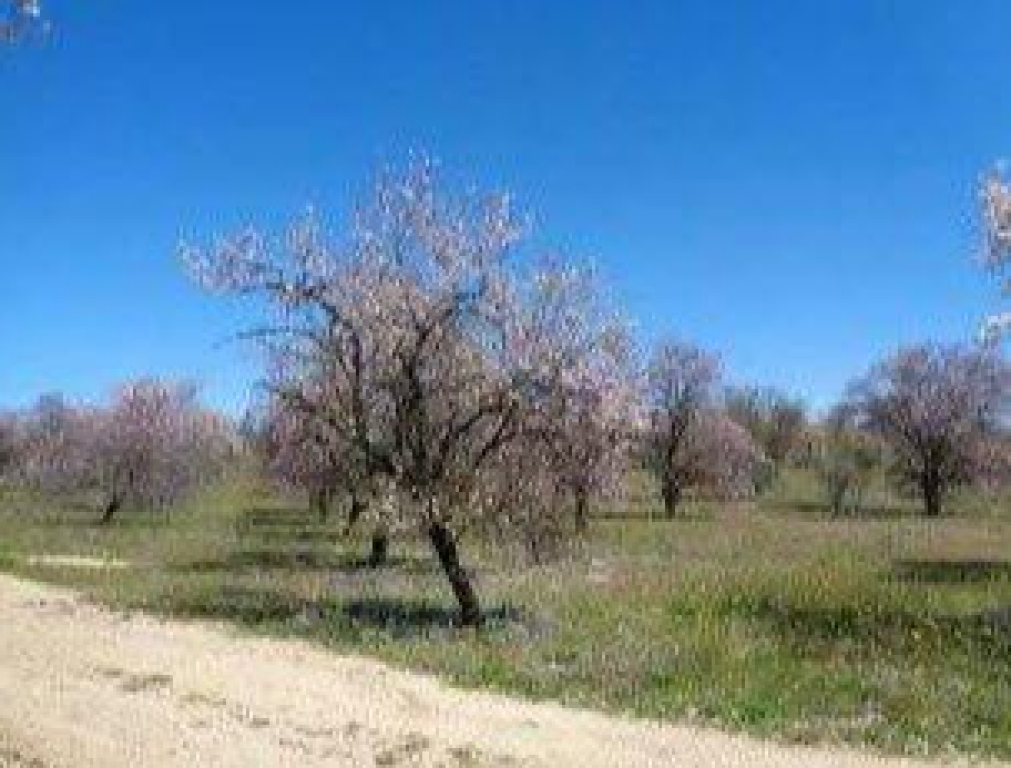 Imagen 2 de Finca Rústica en Olías del Rey